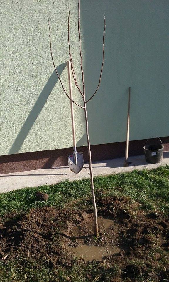 Gradinite Sibiu Preview 3